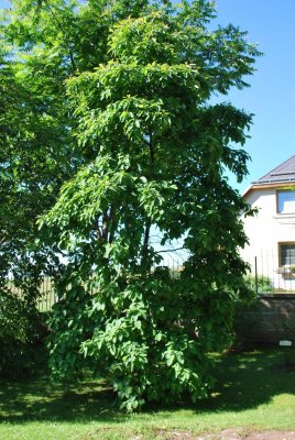 Sassafras albidum - sasafras lékařský - celek